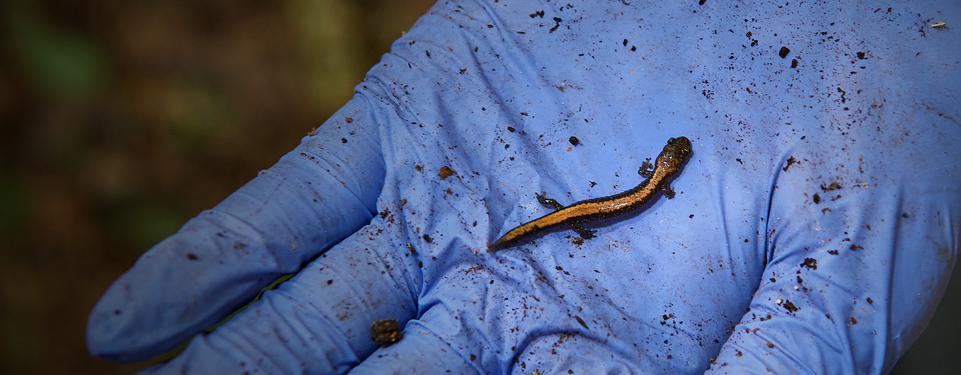A small salamander sits in the center of a gloved hand