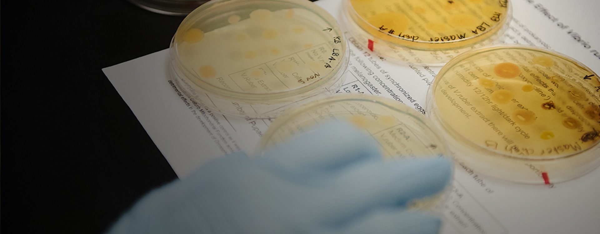 Petri dishes in a lab
